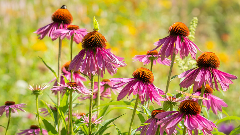 A group of purple coneflower blossoms