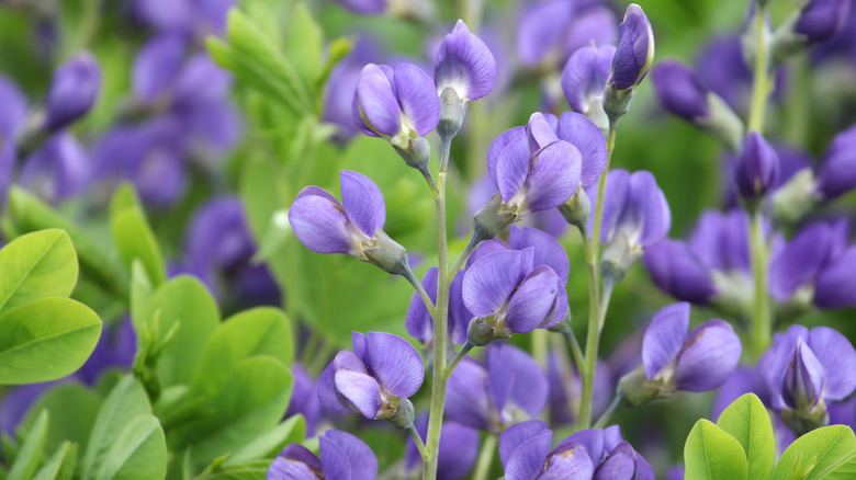blue wild indigo in bloom