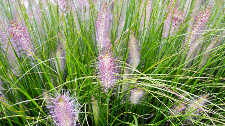 Fountain Grass