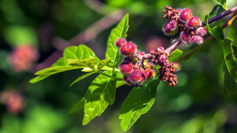 Close-up of fragrant sumac in spring.