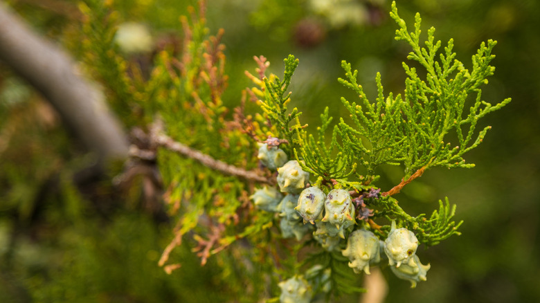 A false cypress with cones in the garden