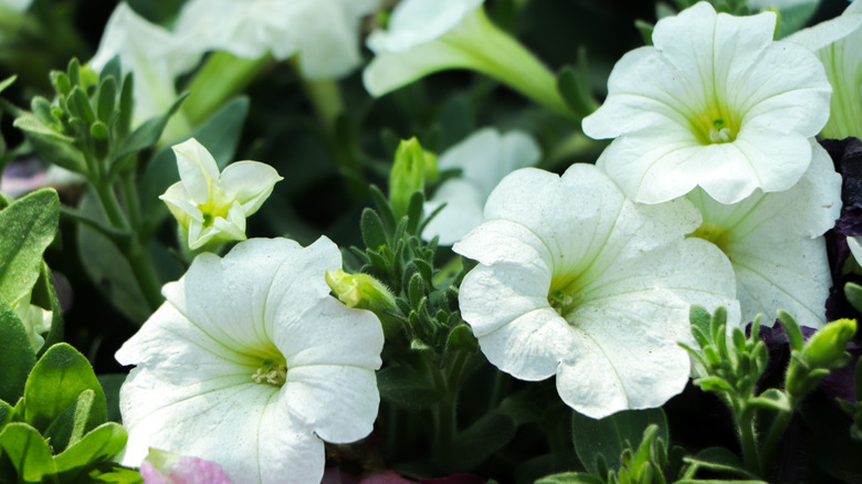 summer flowerbed with white petunia in full bloom