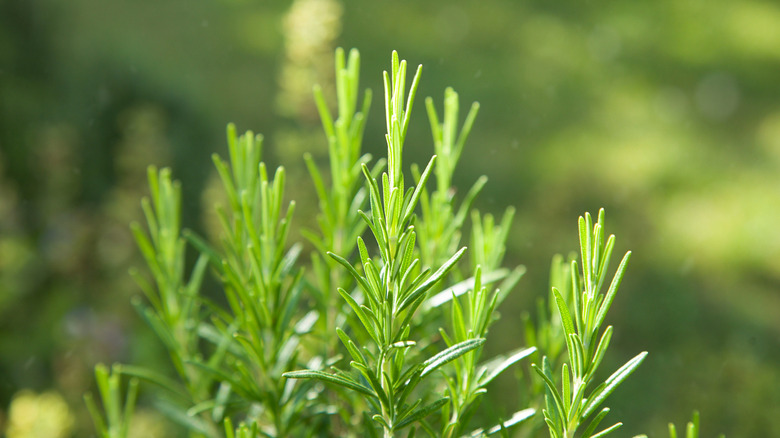 closeup shot of a Rosemary herb