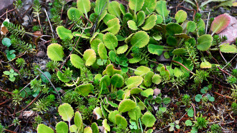 Sedum groundcovers growing in a garden