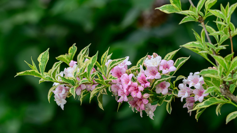 A flowering branch of Weigela florida