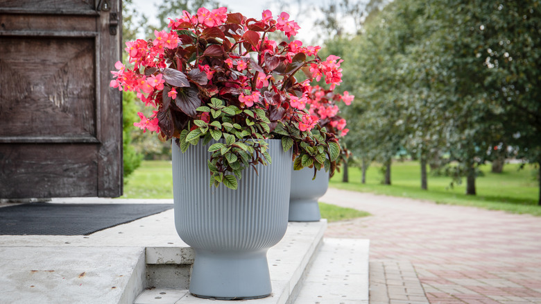 Pink Begonias in planters on a concrete patio