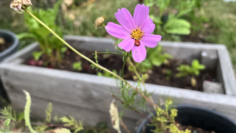 pink Cosmos growing in pot, with raised bed in background