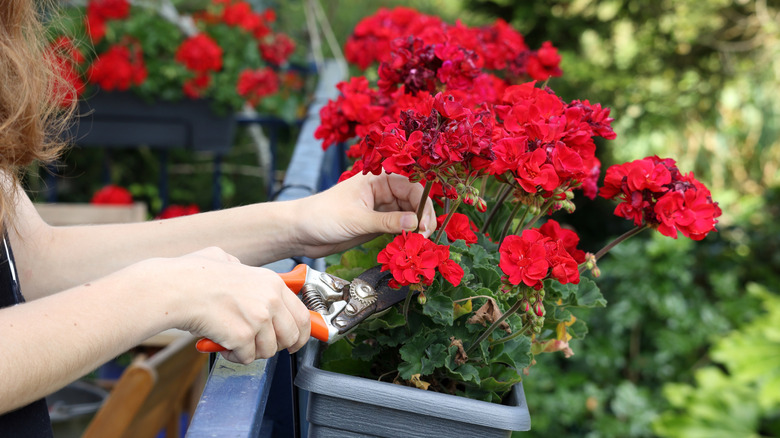 Gardener pruning geraniums in a container on balcony
