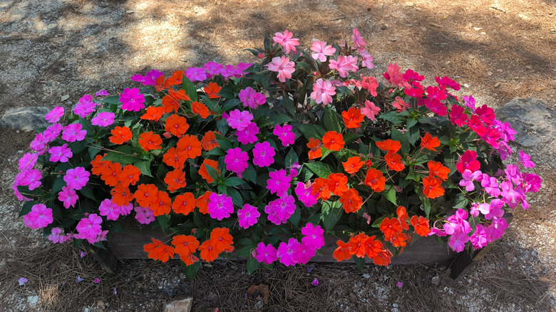 Pink and red Impatiens in a wooden container on the ground