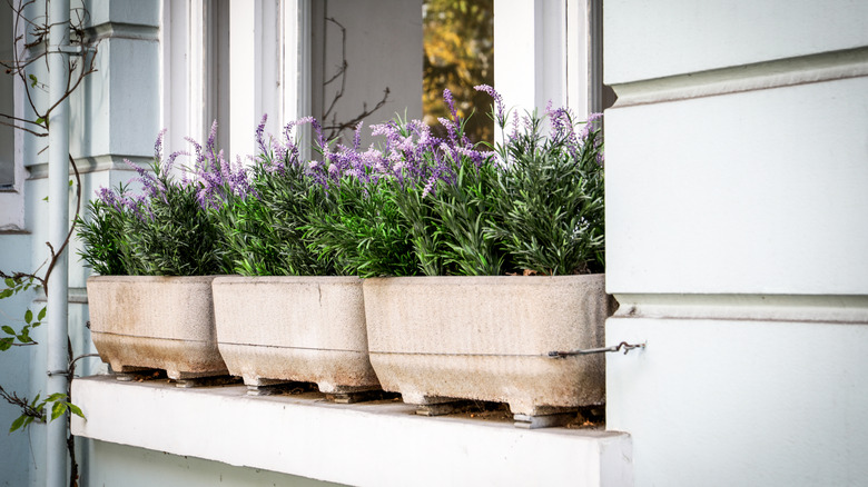 Lavender growing from containers on a window