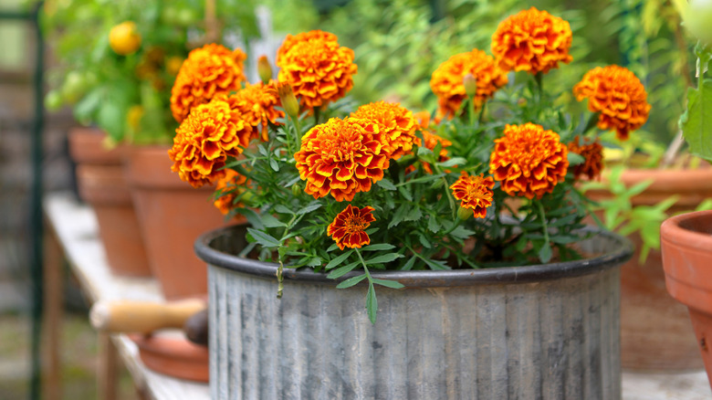 Orange Marigolds in a metal pot