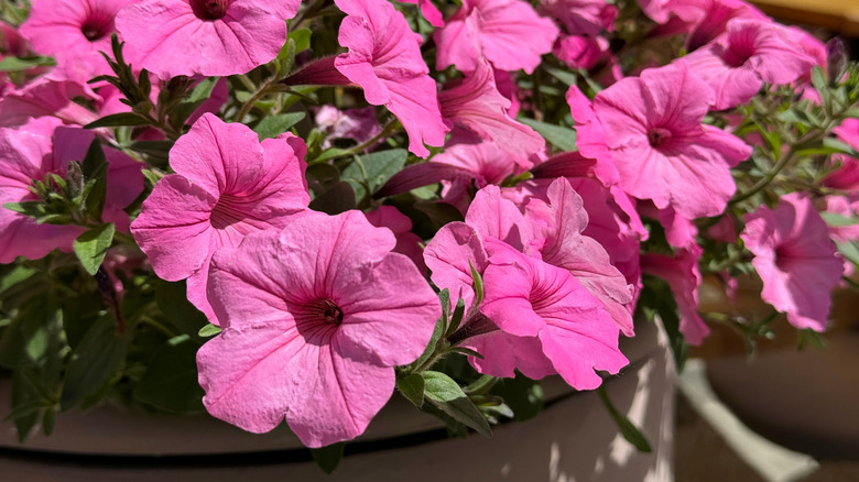 pink Petunias in a pot