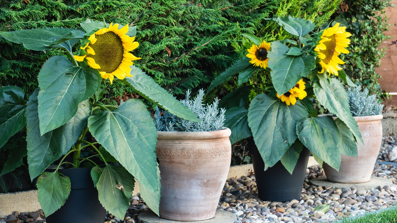Yellow Sunflowers in large pots on a river rock border