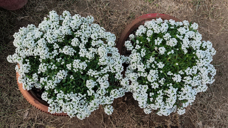 Two pots filled with white Sweet Alyssum