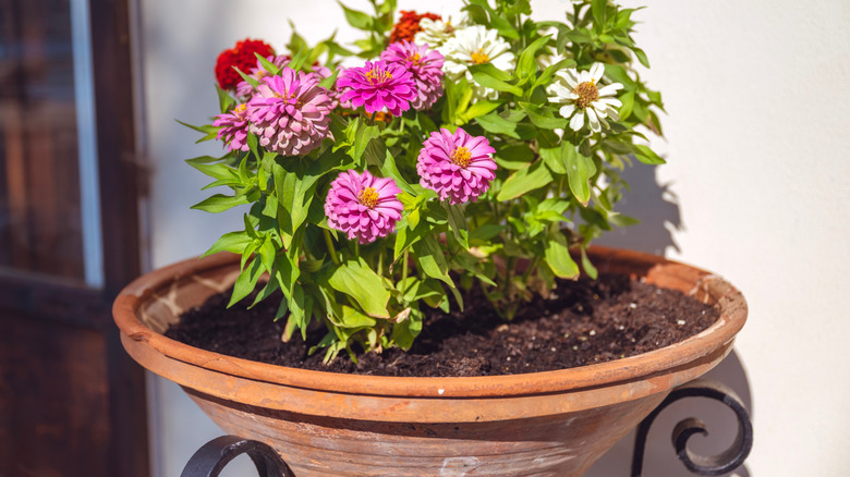 Zinnias in a pot