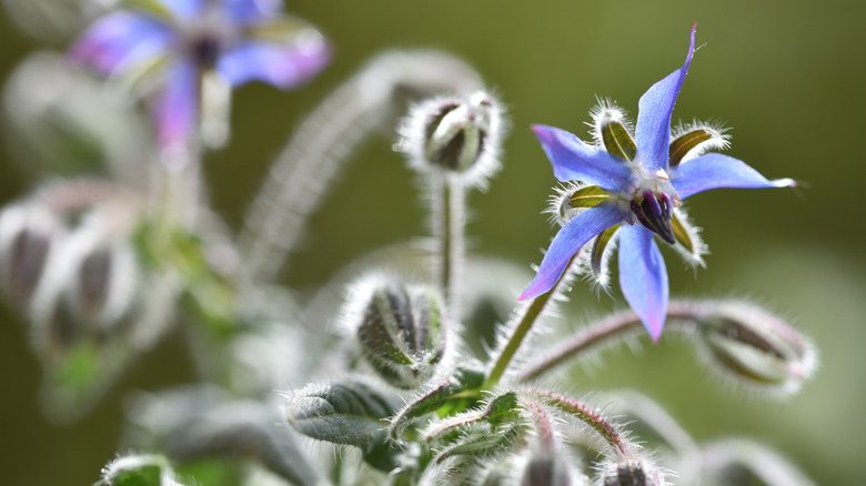 A closeup of a borage flower