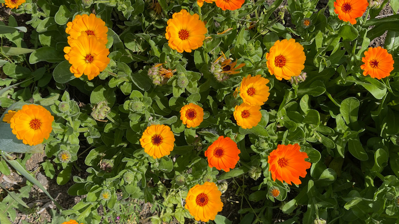 A top down view of blooming candula flowers