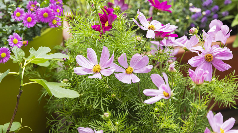 Pink cosmos growing amongst other flowers