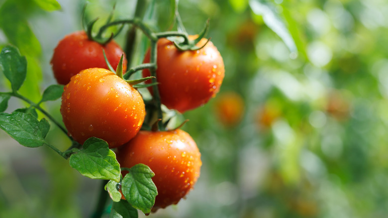Fresh tomatoes growing on a vine