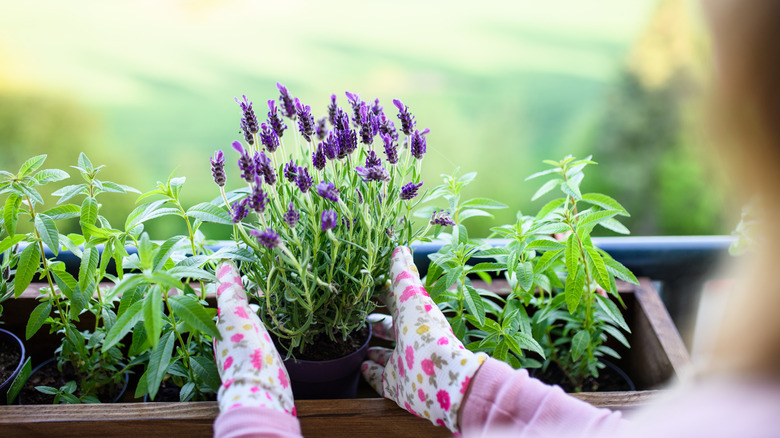 A person picking up a small pot of flowering lavender