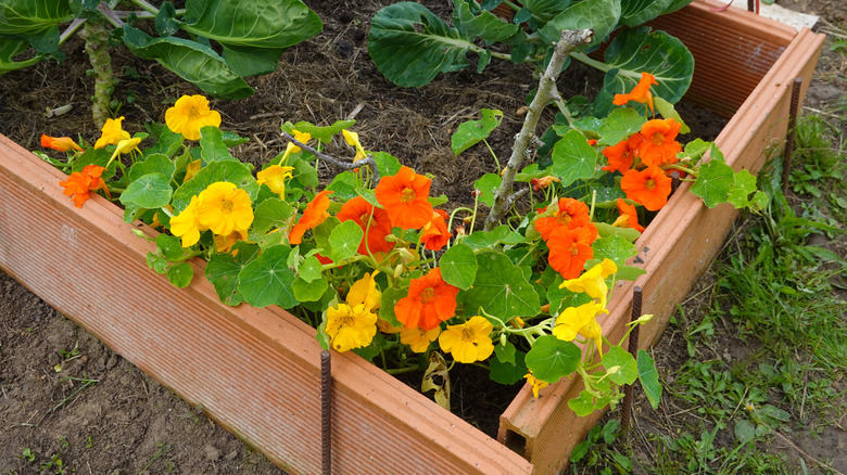 Orange and yellow nasturtiums in a garden bed