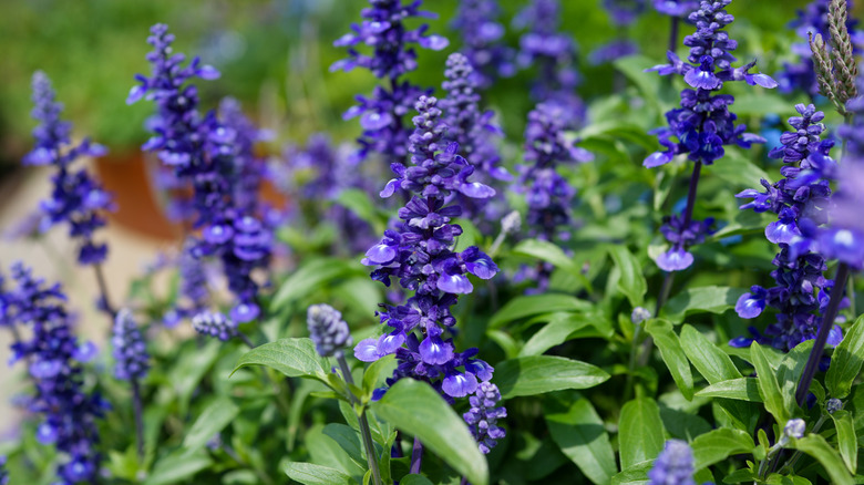 A closeup of violet sage flowers