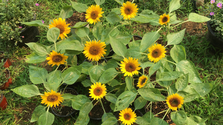 Several potted dwarf sunflowers in a yard