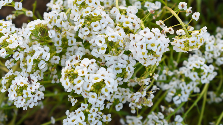 A closeup of a bushel of white sweet alyssum flowers