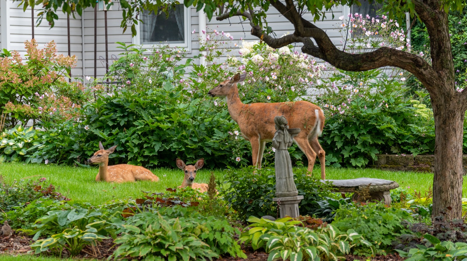 Discover 10 Ground Cover Plants That Deter Deer From Grazing In Your Yard