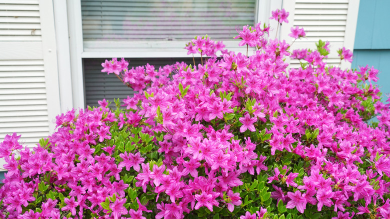 Closeup of pink azalea blooms in front of a window