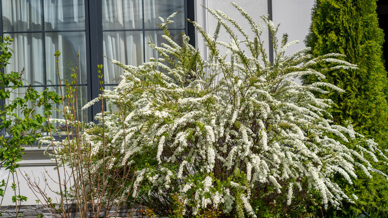 Spirea shrub with white blooms in front of a window