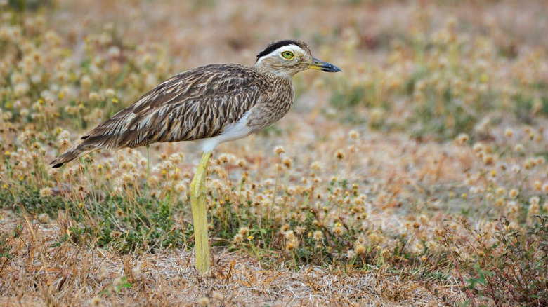Closeup of a double-striped thick-knee in a field.