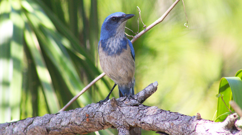 Closeup of a Florida scrub-jay perched on a branch.