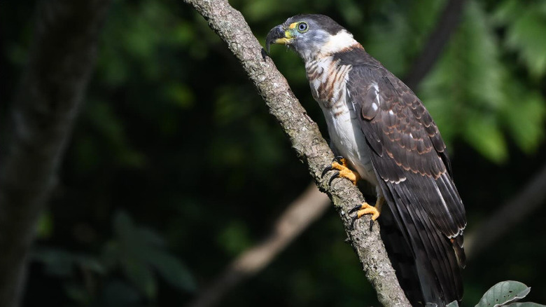 Closeup of a hook-billed kite perched on a branch.