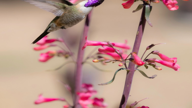 Closeup of a male Lucifer hummingbird feeding on wildflowers.