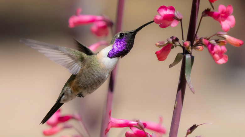 Closeup of a male Lucifer hummingbird feeding on wildflowers.