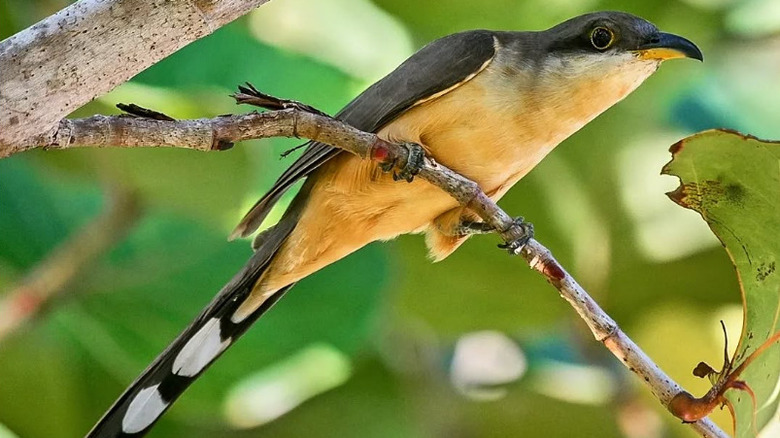 Close-up of a mangrove cuckoo perched on a tree branch.