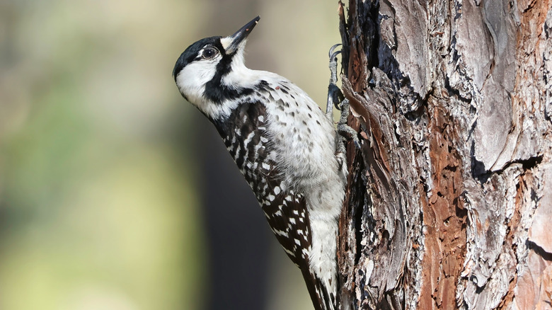 Closeup of a of a female red-cockaded woodpecker in the forest.