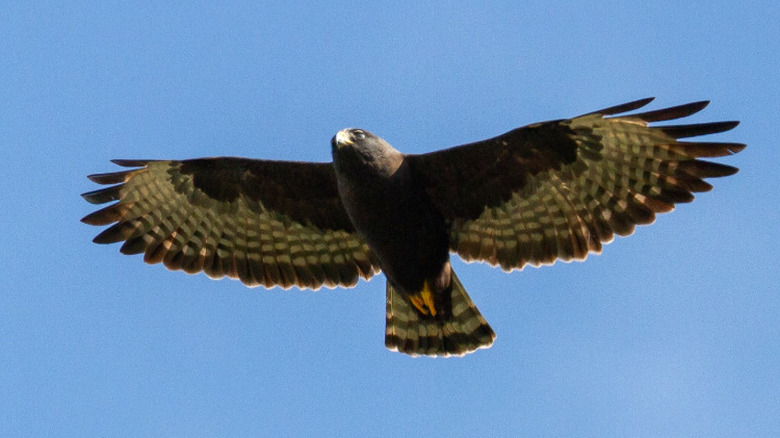 Closeup of a short-tailed hawk flying in the sky.