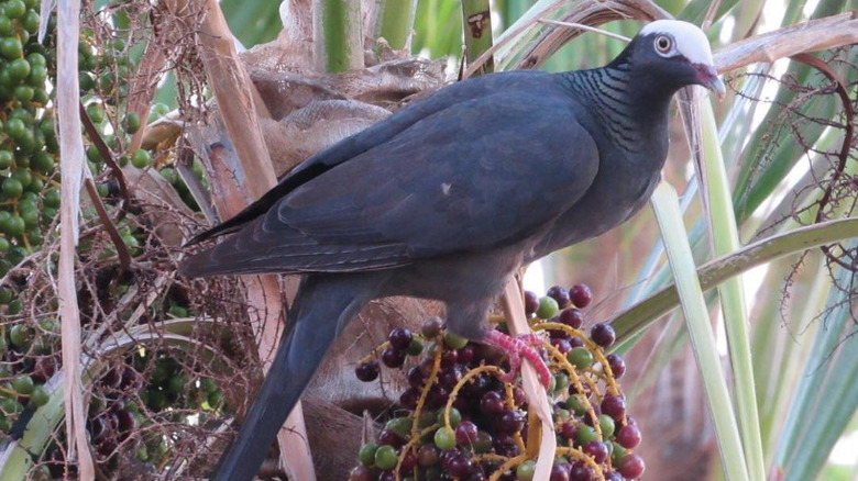 Closeup of a white-crowned pigeon in a fruit tree.