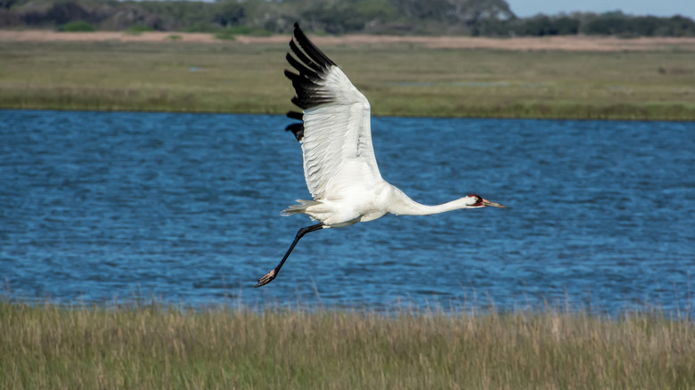 A whooping crane in mid-flight in a grassy landscape near a lake.