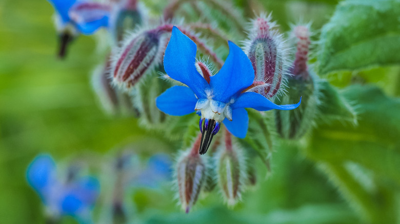 A close-up of a borage flower