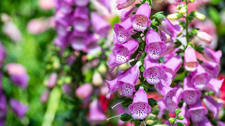 A close-up of common foxglove blooms