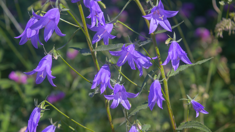 A close-up of creeping bellflower blooms