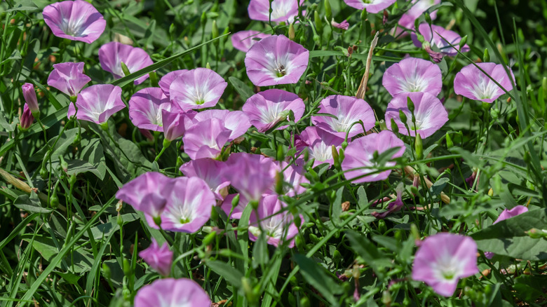 Pink field morning glory grows among grass