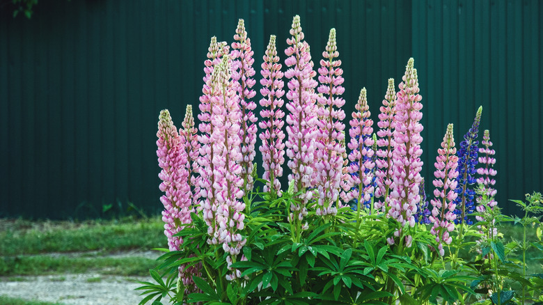Pink garden lupine grows near a fence