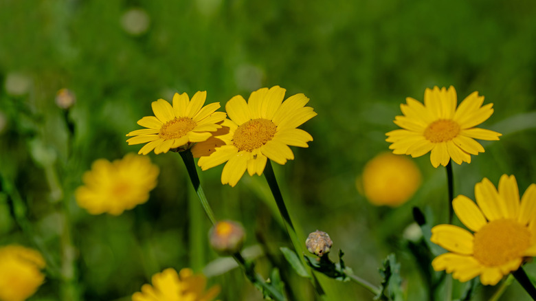 Golden marguerite flowers sprout up in a garden