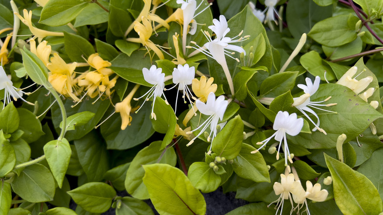 A close-up of Japanese honeysuckle