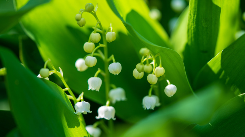 A close-up of lily-of-the-valley flowers