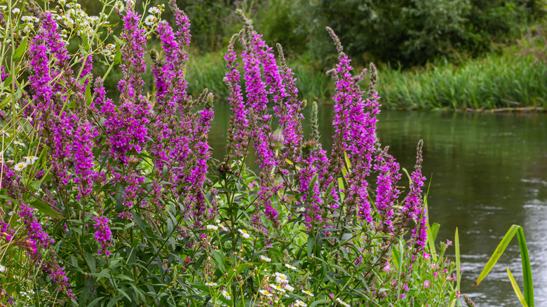 Tall purple loosestrife grow near a lake